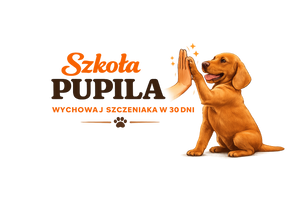 szkoła-pupila.pl